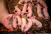 A mother pig with piglets