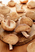 Shiitake-Pilze