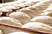 Viele ungebackene Brote