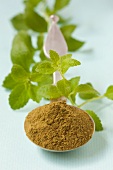 Stevia-Pulver und Stevia-Blätter