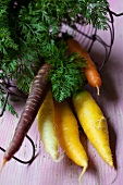 Old cultivars of carrots