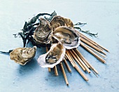 Frische Austern mit Seetang und Schilf
