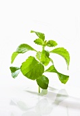 A stevia plant against a white background