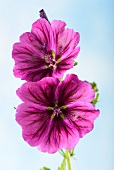 Purple mallow flowers