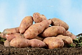 A pile of Angelner Zapfen potatoes