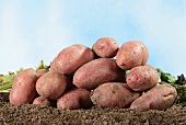 A pile of Roseval potatoes