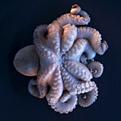 An octopus on a black surface