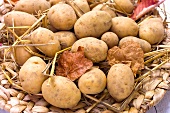 Potatoes in autumnal leaves