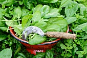 Spinach in a colander