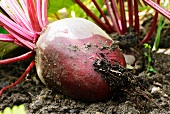 A beetroot in the ground
