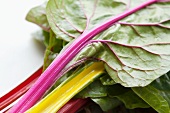Chard leaves with various coloured stems (yellow, pink and red)