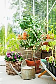 Potted tomato plants and lemon trees flourish in a greenhouse