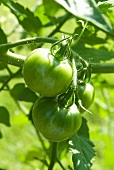 Organic Unripened Green Tomatoes on the Vine