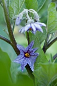 Eggplant Blossoms in a Garden