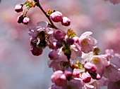 Kirschblütenzweig mit Biene (Close Up)