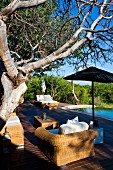 Comfortable rattan furniture below gnarled tree on sun terrace