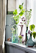Pea shoots and flowering herbs in various vases on windowsill