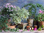 Various scented geraniums and herbs for cooking and aromatherapy