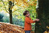 Little boy touching a tree trunk in autumnal woodland