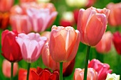 Tulips glowing in spring sunshine