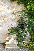 Geranium in antique stone pot against stone wall partially covered in climbers