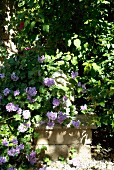 Garten mit Kletterpflanze und violetten Blüten