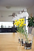 Row of yellow flowers in glass vases on wooden table below modern pendant lamps with small glass lampshades