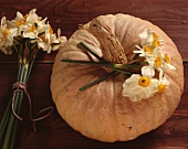 A squash with narcissi