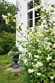 White-flowering shrub against corner of white-painted house with lattice window