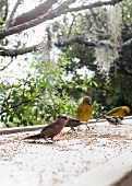 Birds on top of stone wall