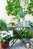 Gravel terrace with flower bed, planters and climbing plants on facade; watering can and amphora of lavender on metal tray table