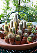 Collection of various cacti in terracotta pots on a garden table