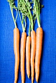 Five Whole Carrots with Stems on a Blue Background