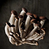 Beech mushrooms against a black background