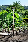 Garden fork & other gardening tools in vegetable patch