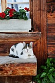 Cat lying on wooden bench outside wooden cabin