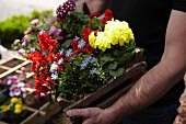 Person carrying crate of summer-flowering plants