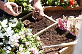 Square foot gardening: Hände setzen Anzuchttöpfe in die Erde