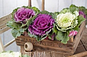 Crate of ornamental cabbages