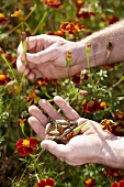 Hände pflücken verblühte Tagetes für Samen