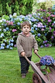 Kleiner Junge mit Schubkarre vor Hortensiensträuchern im Garten