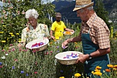 Older people picking flowers in a field