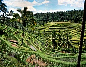 Reisterrassen in Bali (Indonesien)
