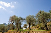 Old olive trees on a terraced slope