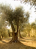Mature olive trees in the afternoon sunshine