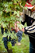 A grape picker harvesting grapes