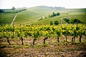 A vineyard in the Langhe (Piedmont, Italy)