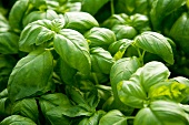 Basil