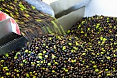 Olives being washed before pressing