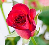 A red rose (close-up)